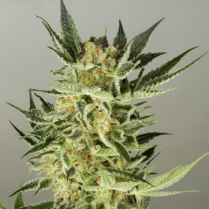 Buy AK48 Automatic Seeds