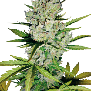 Buy WSS Skunk Automatic Seeds